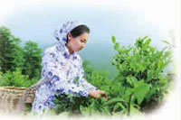 钱柜qg777,油茶种植出产加工销售,植物油种植出产加工销售