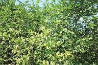 钱柜qg777,油茶种植出产加工销售,植物油种植出产加工销售