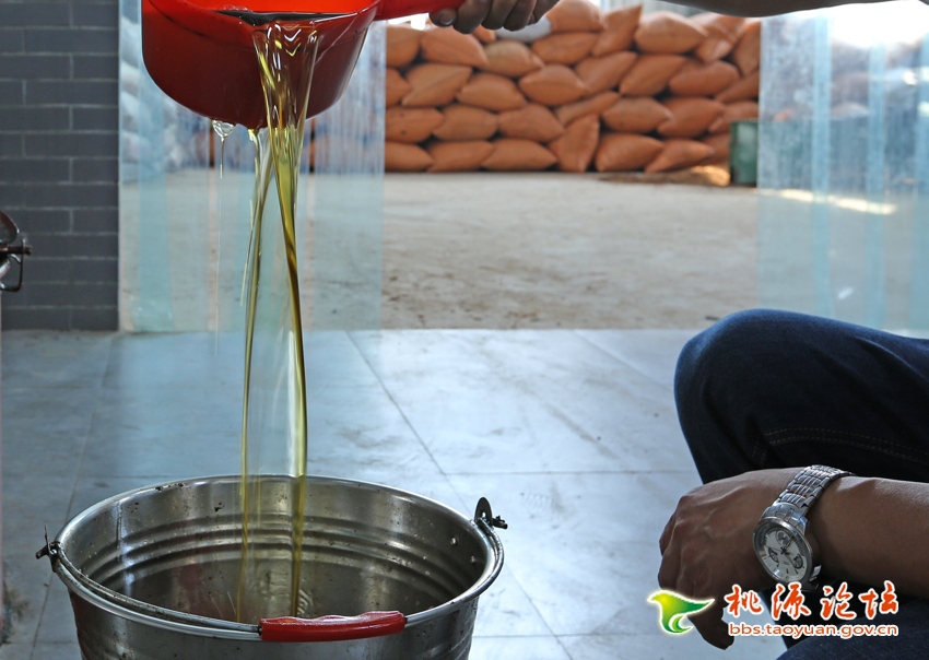 钱柜qg777,油茶种植出产加工销售,植物油种植出产加工销售