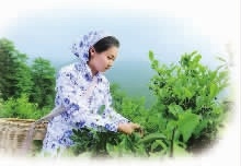 钱柜qg777,油茶种植出产加工销售,植物油种植出产加工销售